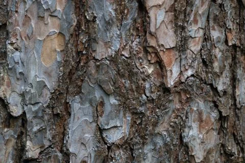 Beautiful background of pine (pine bark), photographed close-up Stock Photos