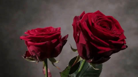 Beautiful background - Red Roses in close-up view Video stock 151125587