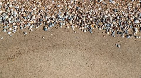 Beautiful background of shells close-up, can be used for both background and  Stock Photos