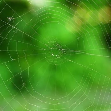 Beautiful background with spider web. Macro shot. Stock-Fotos