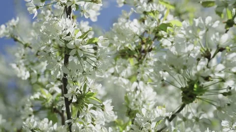 Beautiful background of spring flowers in the rays of the sun. Stock Footage 241795322