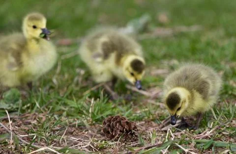 Beautiful background with three chicks of the Canada geese Stock Photos
