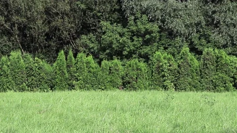 Beautiful background of trees and needles height plan. Copy space 動画素材 136561480