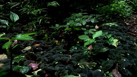 Beautiful background of a tropical forest floor in Ecuador Stock Footage 336932584