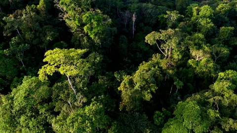 Beautiful background of a tropical forest Video stock 196325236