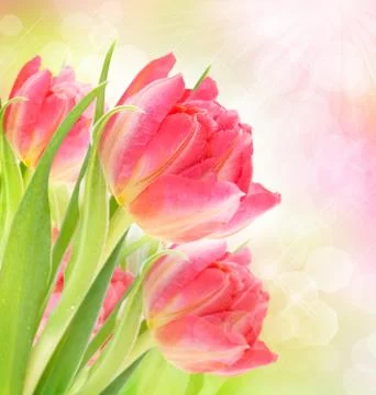 Beautiful background with tulips Stock Photos