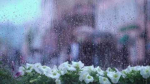 Beautiful background with view through window with flowers in rainy day, city Stock Footage 78582554