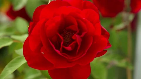A beautiful background on which a red rose opens its bud. Stock Footage 253175329