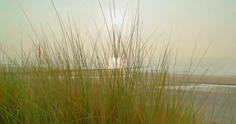 Beautiful backlit beachgrass swaying in the wind - handheld shot - slow-mo Vídeo Stock 219414089