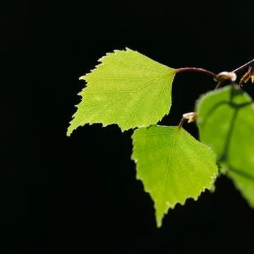 Beautiful backlit birch tree leaf Stock Photos
