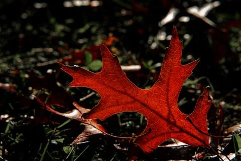 Beautiful backlit fallen leaf glowing red. Stock Photos