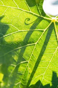 Beautiful Backlit Grape Leaf With Shadow of Vine. Stock Photos