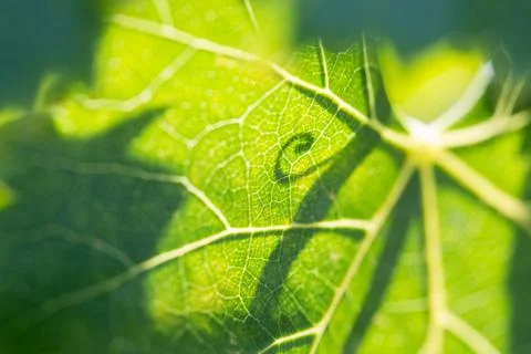 Beautiful Backlit Grape Leaf With Shadow of Vine. Stock Photos