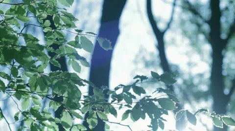 Beautiful Backlit Leaves Stock Footage 3476545