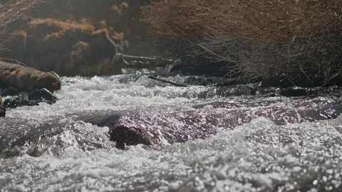 Beautiful Backlit small rapids in creek Stock Footage 95965028