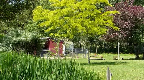 Beautiful backyard with chickens Stock Footage 41313630