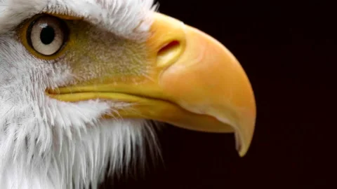 Beautiful Bald Eagle Beak and Eyes, Bird Wildlife Nature Hunter Wild Animal Eye Stock Footage 158320546