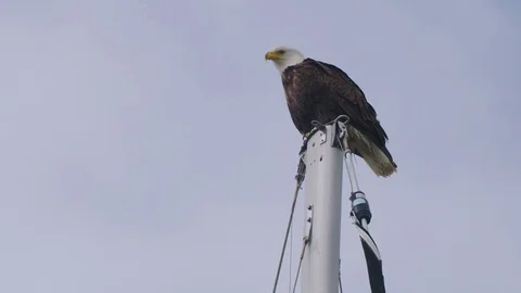 Beautiful Bald Eagle Perched on the Mast of a Sailboat Stock Footage 83148831