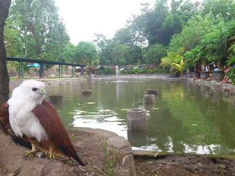 Beautiful bald eagle Stock Photos