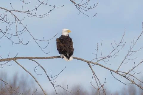 Beautiful Bald Eagle on tree branch Stock Photos