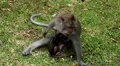 A beautiful balinese macaque monkey with her baby HD Footage