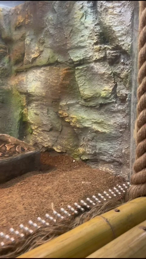 Beautiful Ball Python Resting Calmly Inside Reptile Exhibit Vidéo 339977611