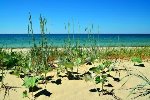 Beautiful baltic dunes Stock Photos