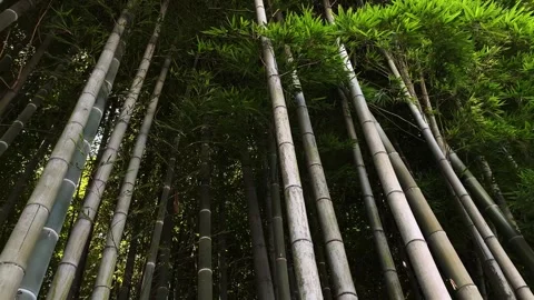 Beautiful bamboo forest. Stock Footage 248971966