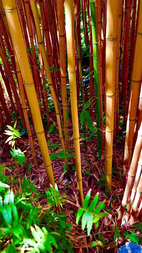A beautiful  bamboo forest. Stock Footage 324508714