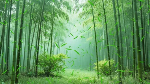 Beautiful Bamboo Forest Stage Background Stock-Footage 333877308