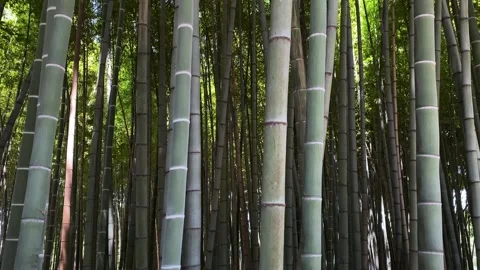 Beautiful bamboo forest. Trunks of young plants and green leaves. Stock Footage 252067516