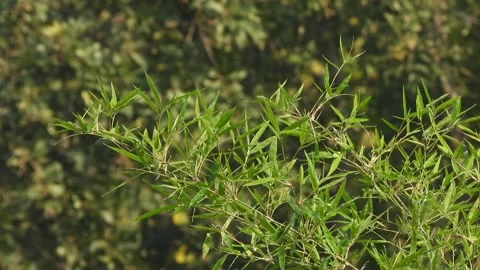 Beautiful Bamboo leaf's in wind . Stock Footage 332813499