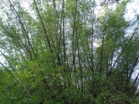 Beautiful Bamboo tree Foto stock