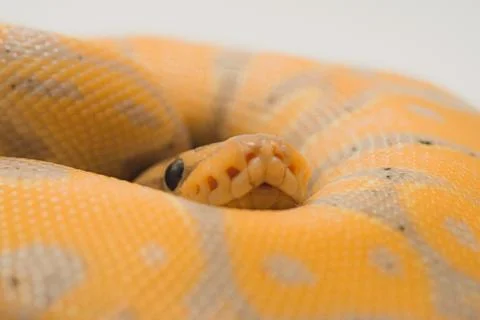 Beautiful banana ball python on a white background Photos