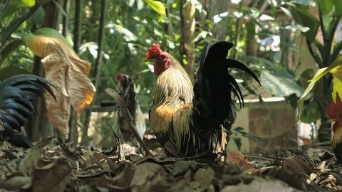 Beautiful bantam in jungle Stock Footage 104593269