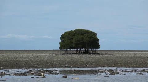 Beautiful banyan tree on the coast of river Stock Footage 67033902
