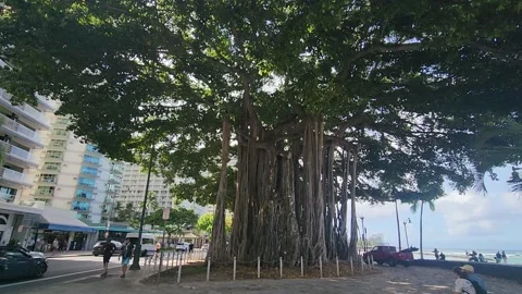 Beautiful Banyan tree on July 12, 2026 20260712 091048 banyan tree Stock Footage 341835733