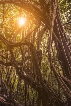 Beautiful banyan tree Stock Photos