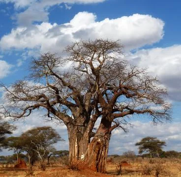 Beautiful baobab tree with stunning cloudscape, Serengeti, Kenya Stock Photos