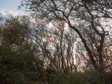 Beautiful bare branches in sunset light autumn country Stock Photos