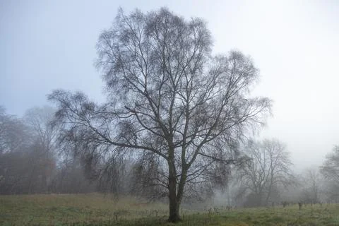 Beautiful bare tree standing in mist on edge of woodland forest blue white sk Stock Photos