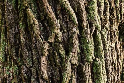 The beautiful bark of an old tree Stock Photos