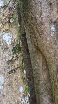 Beautiful bark texture as the background Stock Photos