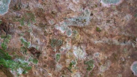 Beautiful bark texture as the background Stock Photos
