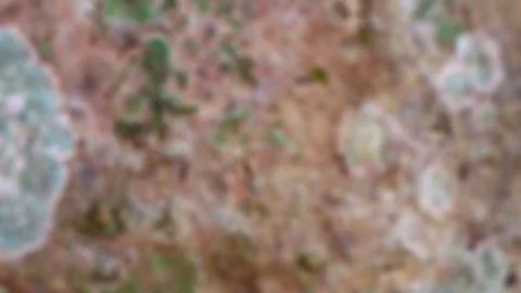 Beautiful bark texture as the background Stock Photos