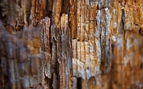 Beautiful bark on a tree in Roback, here with macro lenses Foto stock