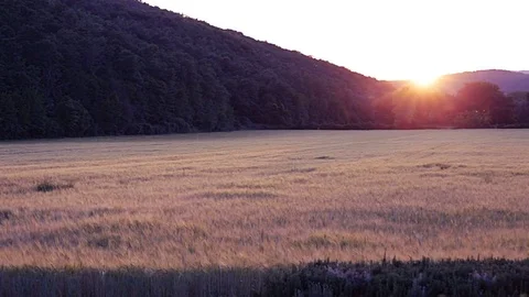 Beautiful barley field with golden orange rays on sunset behind hill. Stock Footage