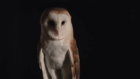 Beautiful barn owl on black background Stock Footage 170969984