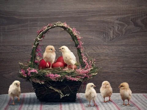 Beautiful basket with red Easter eggs, and many Chicks Stock Photos