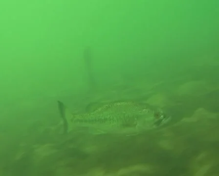 Beautiful bass Stock Footage 977912